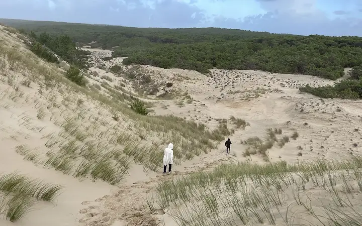 La piste du Lion, à pied dans la pinède