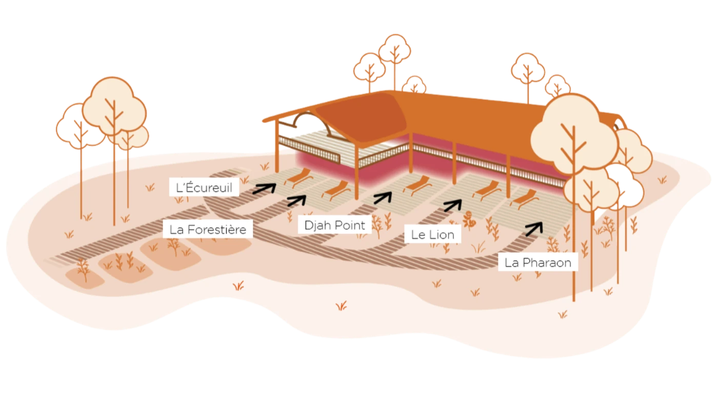 Plan illustré des cinq gîtes : L'Écureuil, La Forestière, Djah Point, Le Lion, Le Pharaon